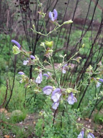 Salvia chamelaeagnea after fire